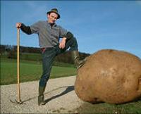 Значение действий с картофелем: копать, сажать, собирать и т